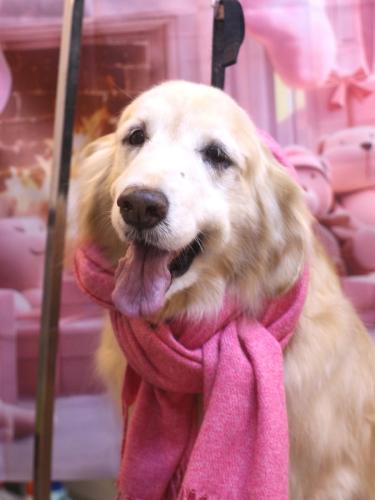 20241227みるくちゃん